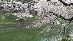 千鳥ヶ淵の花筏