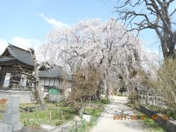 大龍寺の枝垂れ桜