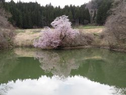 山都町：鏡桜