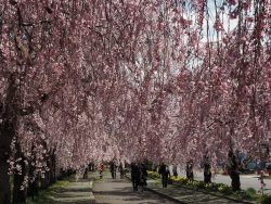 喜多方市：しだれ桜並木道