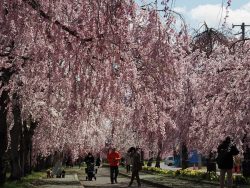 喜多方市：しだれ桜並木道