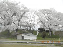 神指城の桜