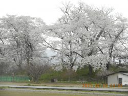 神指城の桜