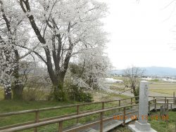 神指城の桜