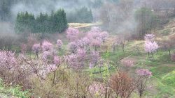 山都町沼の平棚田の桜