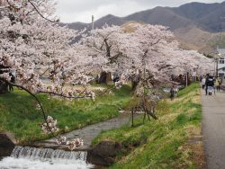 観音寺川桜並木