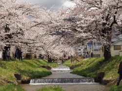 観音寺川桜並木