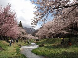 観音寺川桜並木