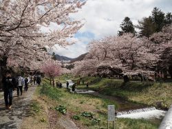 観音寺川桜並木