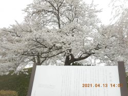 神指城の桜