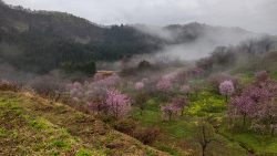 山都町沼の平棚田の桜