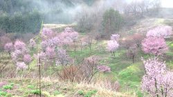 山都町沼の平棚田の桜