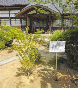 （コヒガン桜）