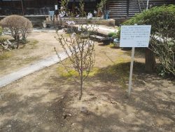 コヒガン桜