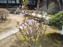コヒガン桜