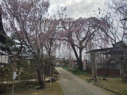 大龍寺シダレ桜