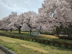 三ノ丸小彼岸桜
