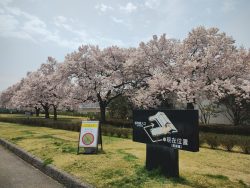 小彼岸桜三の丸