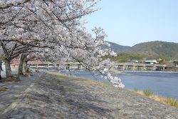 ’25Apr.5渡月橋公園