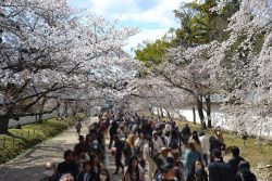 '25 Apr.4醍醐寺沿道