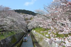 '25 Apr.6琵琶湖疏水三井寺