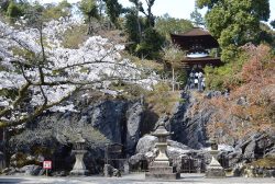 '25Apr.6 石山寺