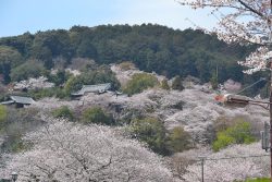 '25Apr.6三井寺琵琶湖疏水