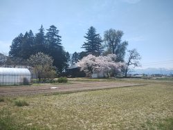 東城戸新明神社の種まき桜